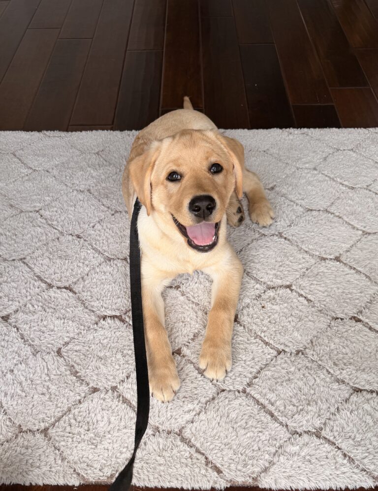 Puppy training Miami