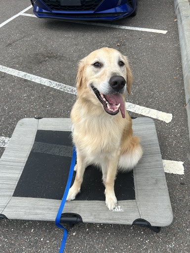 Photo from customer review