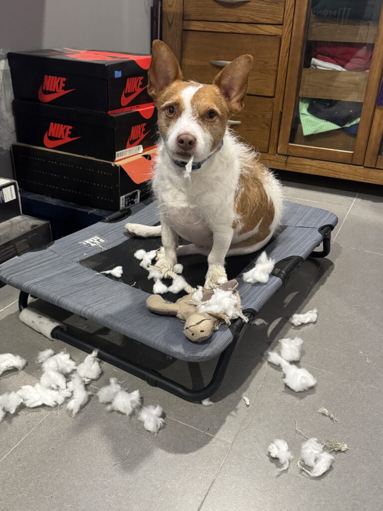 dog training Miami