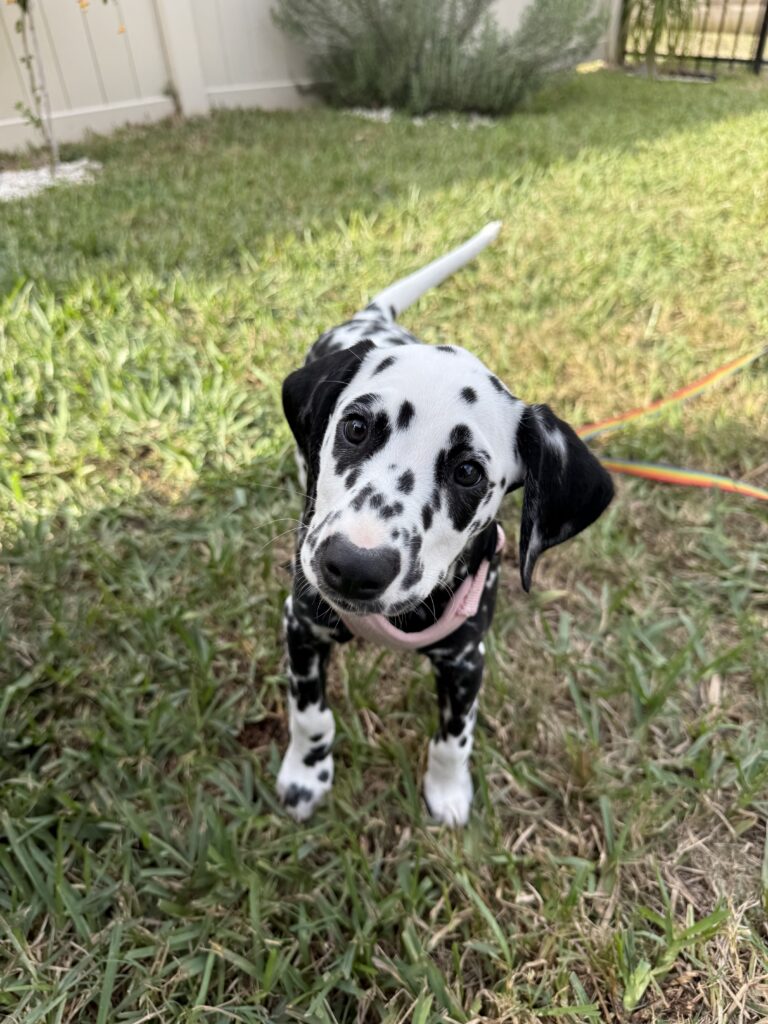 Puppy training Miami