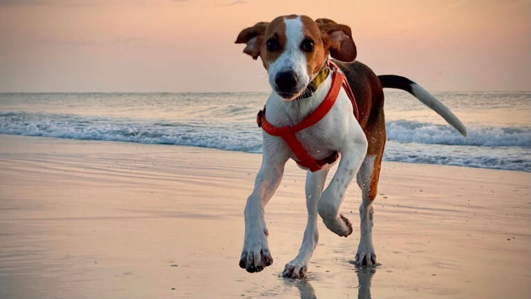 dog training Miami