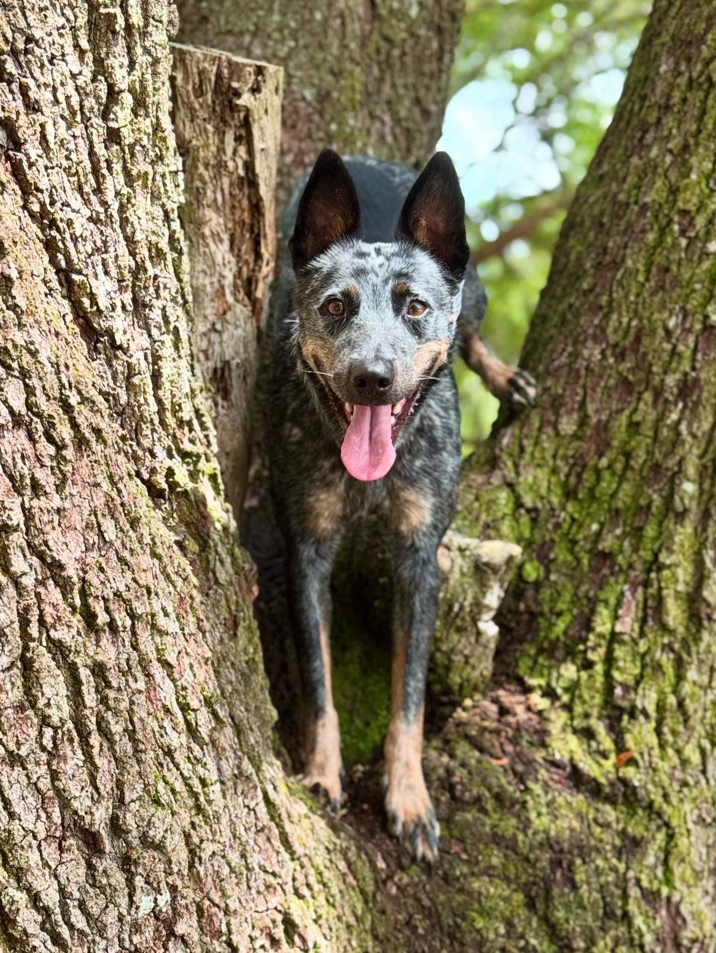 dog training Miami
