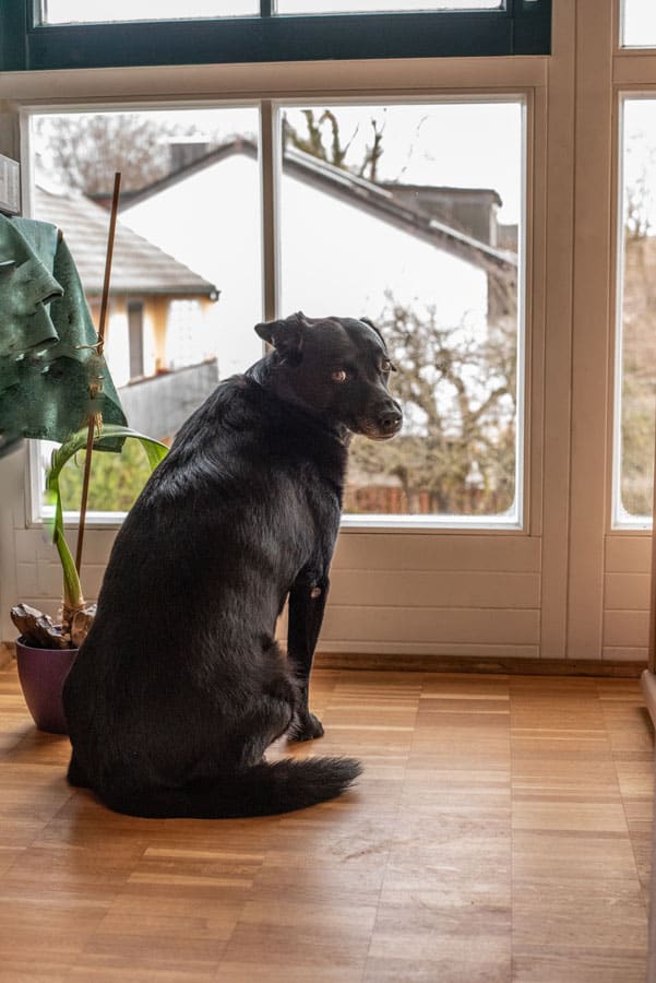 An anxious dog that needs some dog training in Miami, FL