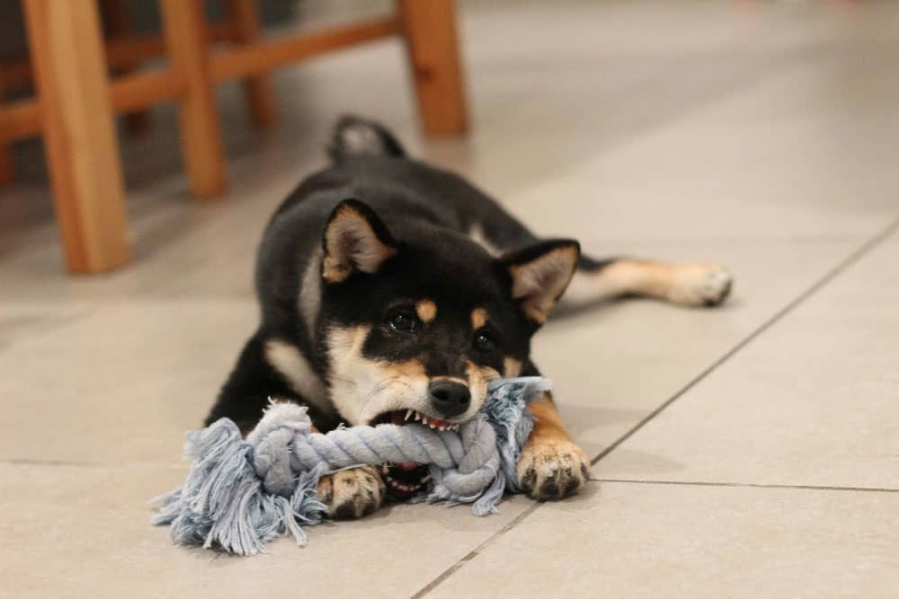 A small dog chewing on a toy, prior to behavioral training in Miami