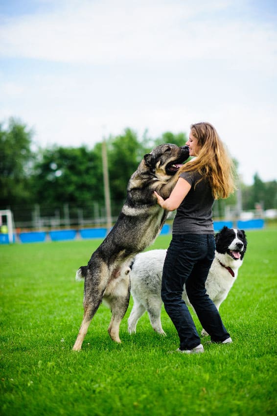 Dog jumping up to greet people prior to dog training in Miami, FL
