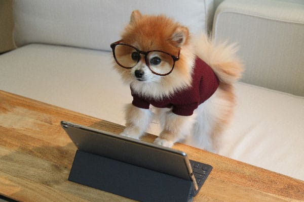 A cute dog signing a training contract to procure dog training services in Miami, FL