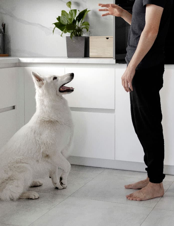 Dog sitting at home after being trained by the best dog trainer in miami