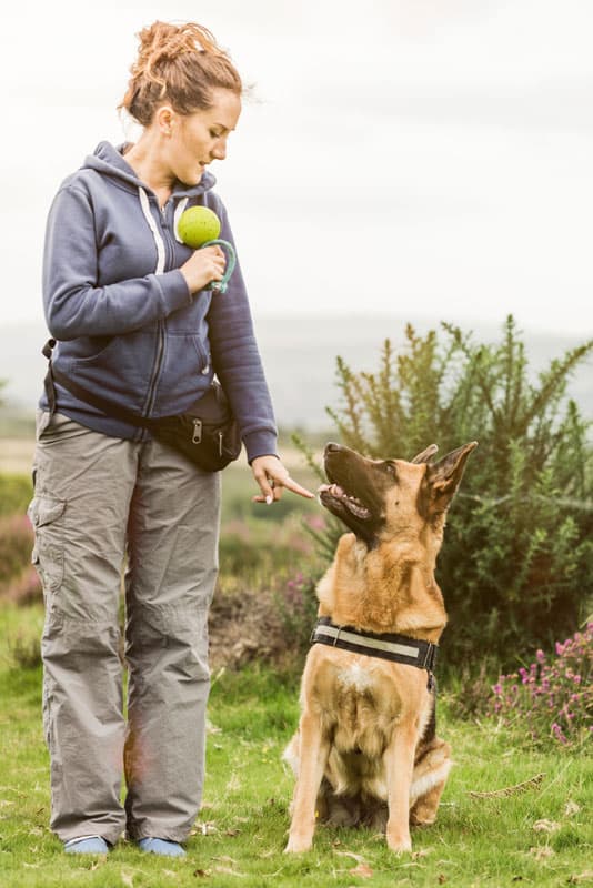 Attentive German Shepard with his dog Trainer in Miami, FL