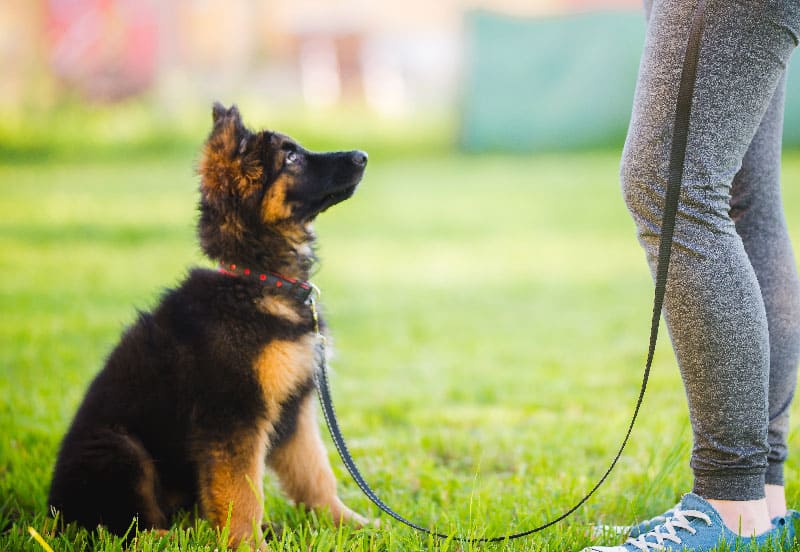 A young puppy experiencing dog training services in Miami, FL.