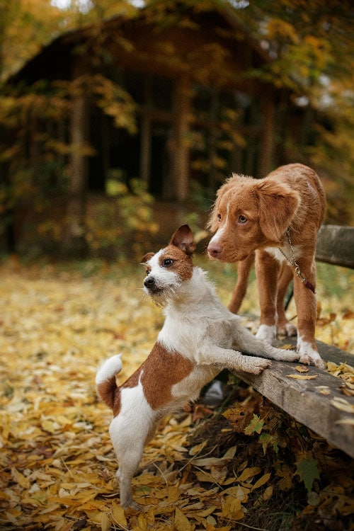 Two dogs playing, prior to being trained by our expert dog trainers in Miami.