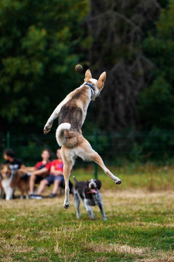 A happy husky playing fetch in a park after receiving dog training in Miami
