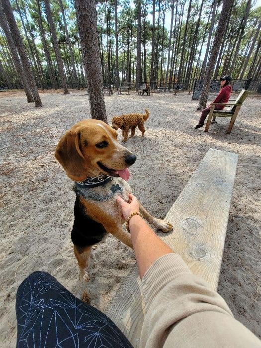 A happy beagle playing in a park after receiving dog training in Miami