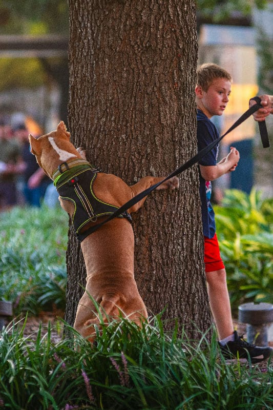 A dog hiding behind a tree in a park after receiving dog training in Miami