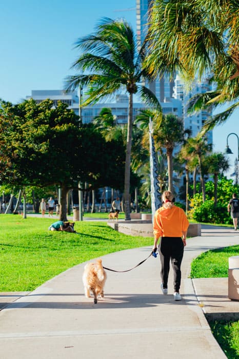 A woman and her dog walking calmly in a park after receiving dog training in Miami