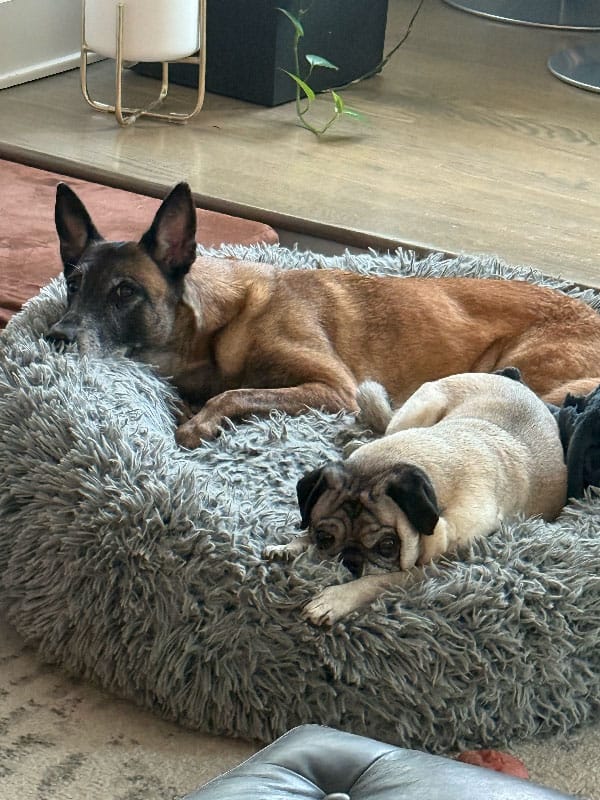 A happy smiling pair of dogs who are glad their parents purchased dog training in Miami, FL