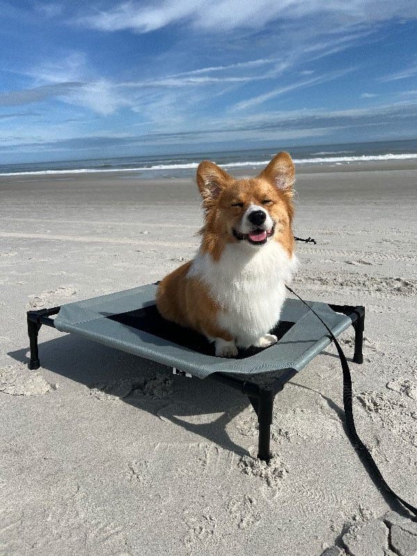 A happy smiling dog who is glad his parent got him dog training in Miami