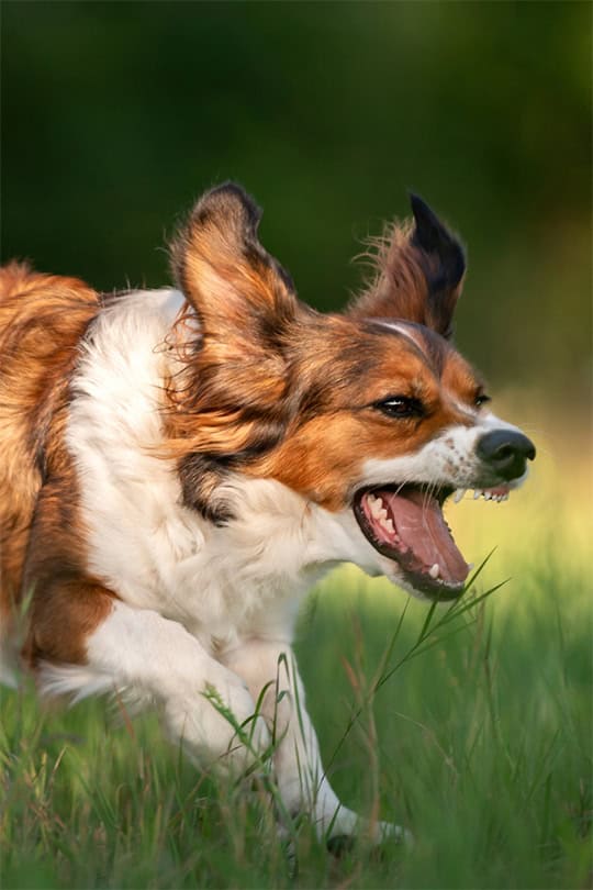 Reactive dog ready to start training in Miami, FL.