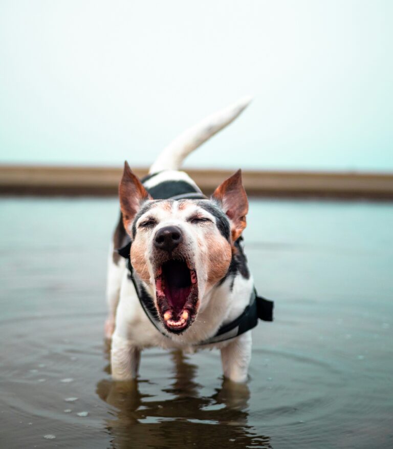 Dog Barking Miami FL
