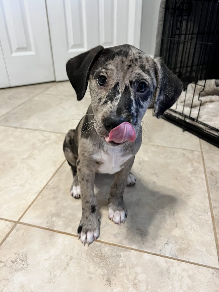 Puppy Miami FL