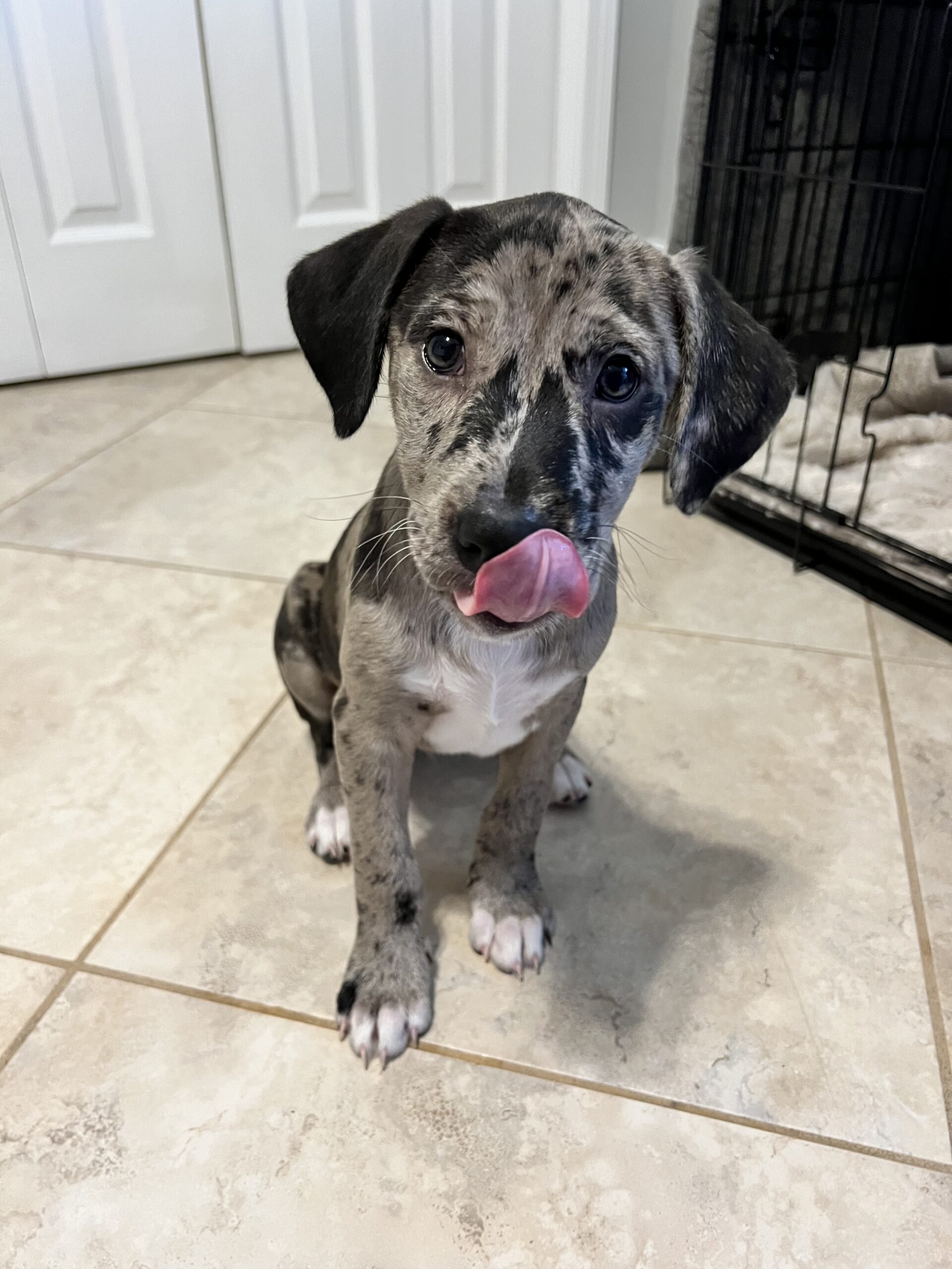 Puppy Miami FL