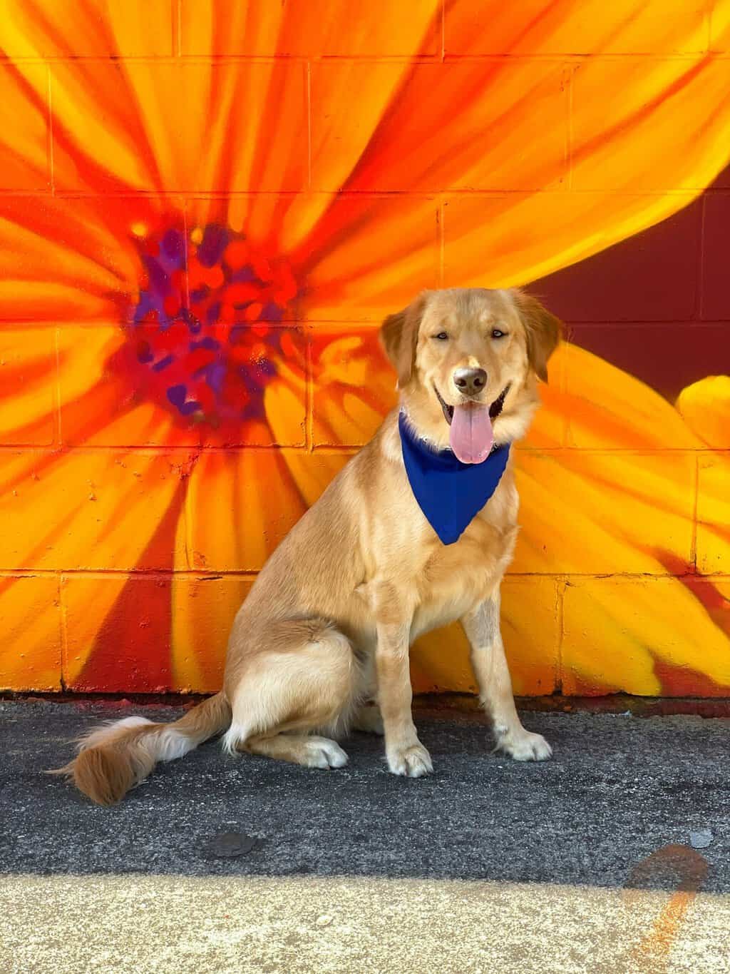 Golden retriever posing after training