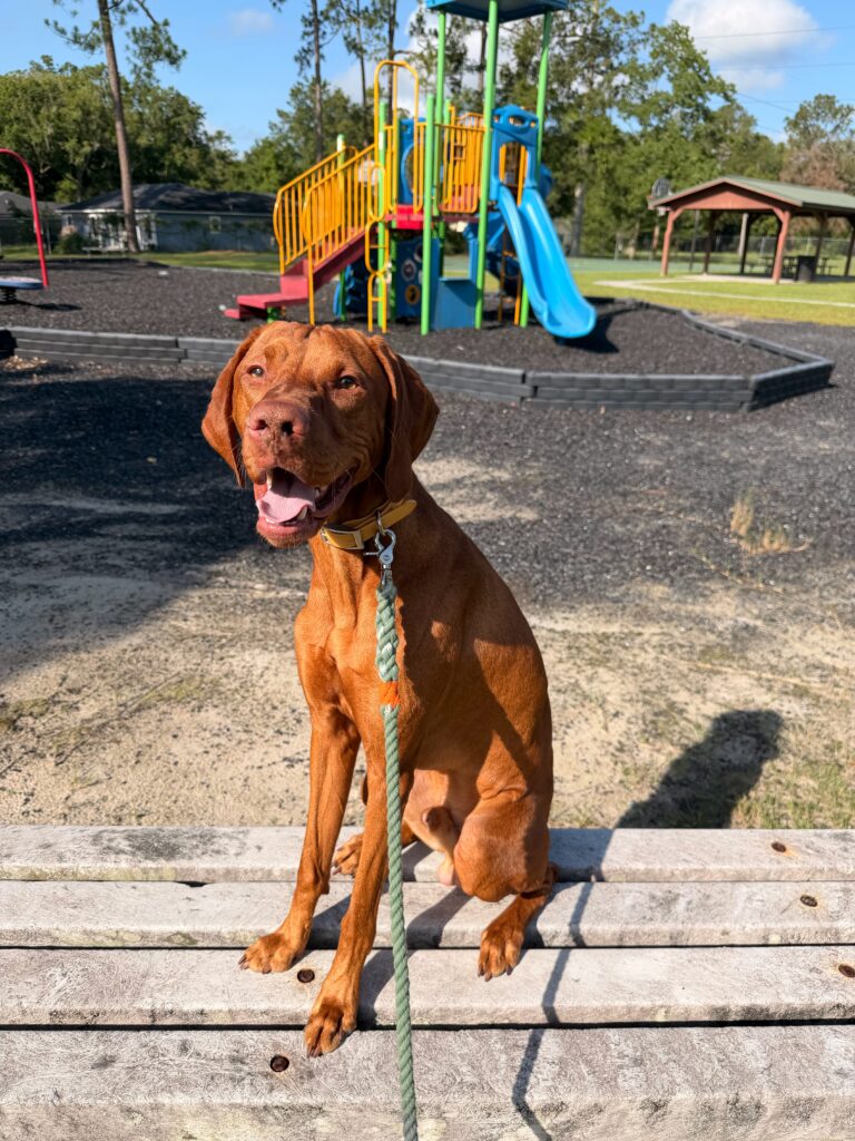 Private dog training Miami