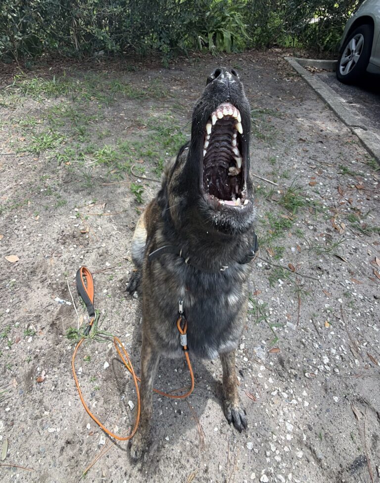 dog aggression training Miami